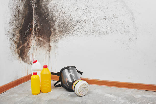 Best Mold Remediation  in Benjamin, UT