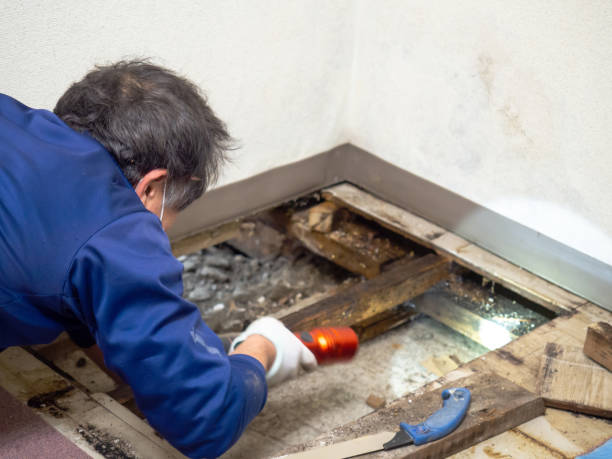 Best Certified Mold Removal  in Benjamin, UT