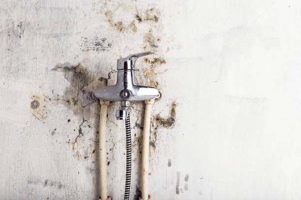 Trusted Benjamin, UT Mold Removal Experts