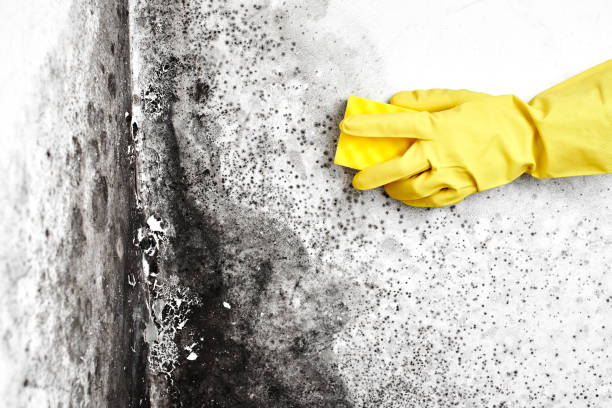 Best Commercial Mold Removal  in Benjamin, UT