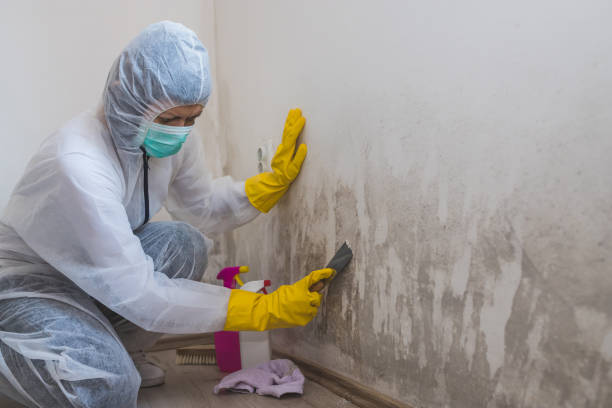 Best Toxic Mold Removal  in Benjamin, UT