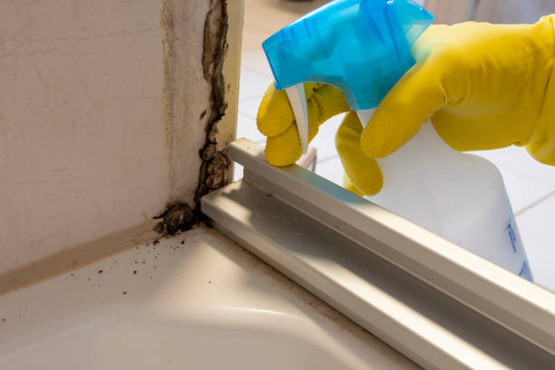 Best Attic Mold Removal  in Benjamin, UT