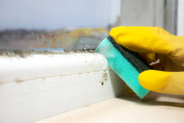 Best Mold Removal Company Near Me  in Benjamin, UT
