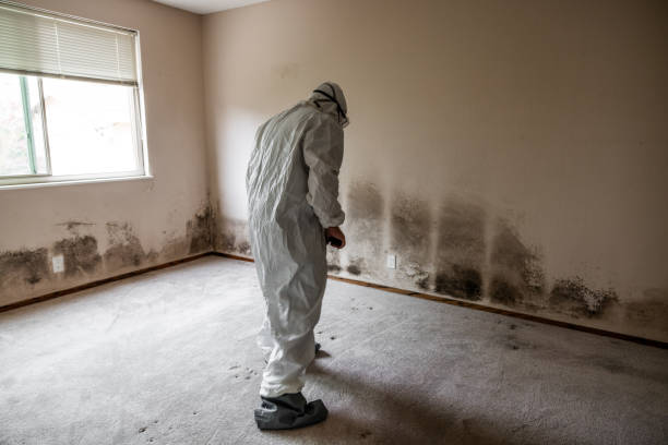 Best Residential Mold Removal  in Benjamin, UT