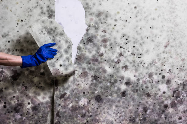 Best Same-Day Mold Removal  in Benjamin, UT
