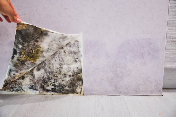 Best Mold Testing  in Benjamin, UT